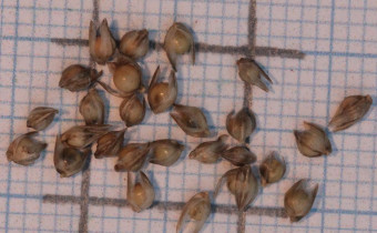 Sporobolus heterolepis Samen (© Gabriele Renneberg)