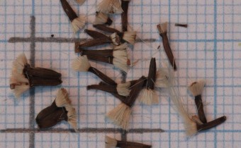 Syneilesis aconitifolia Samen (© Gabriele Renneberg)