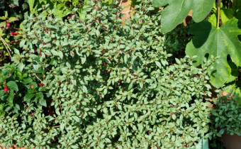 Fuchsia encliandra ssp. encliandra, Foto vom 15.8. (© Spender 95)