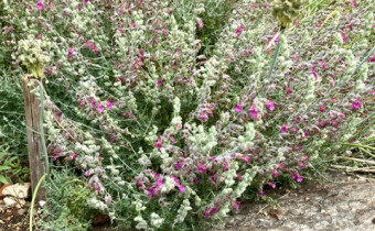 Teucrium marum, Foto vom 3.8. (© Spender 393)