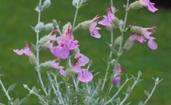 Teucrium marum, Foto vom 17.7. (© Spender 55)