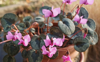 Cyclamen alpinum f. leucanthum, Foto vom 21.1. (© Spender 55)