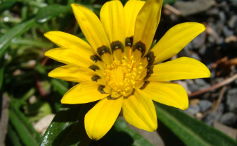 Gazania linearis, Foto vom 13.6. (© Spender 55)