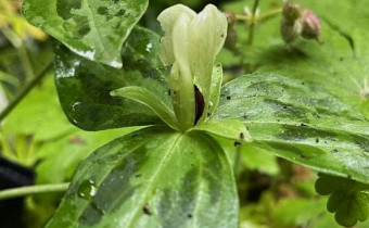 Trillium discolor, Foto vom 31.5. (© Spender 49)