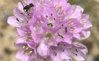 Armeria maritima subsp. elongata, Bild vom 27. Juli (© Spender 49) 