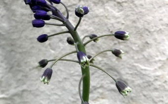 Bellevalia glauca, Foto vom 20.5. (© Spender 49)
