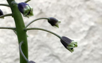 Bellevalia glauca, Foto vom 20.5. (© Spender 49)