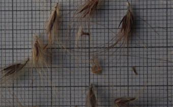 Cenchrus setaceus, Samen (© Spender 55)
