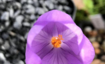 Crocus nudiflorus, Foto vom 27. 10. ( Spender 49) 