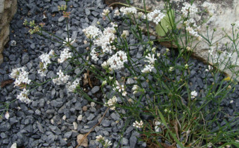 Cynanchica pyrenaica, Foto vom 15.7. (© Spender 55)