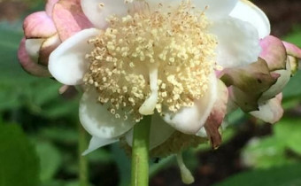 Hydrangea bifida, Foto vom 24.7. (© Spender 49)