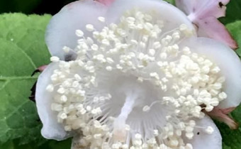 Hydrangea bifida, Foto vom 24.7. (© Spender 49)
