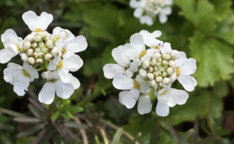 Iberis sempervirens, Bild vom 11. Mai (© Spender 49)