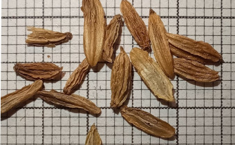 Koelreutria paniculata Samen (© Spender 55)