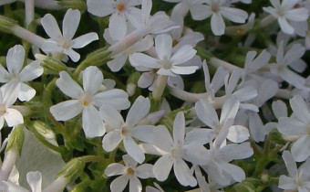 Phlox condensata ssp. covillei, Foto vom 25. 4. (© Spender 55)