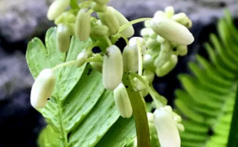 Pteridophyllum racemosum, Foto vom 25.4. (© Spender 49)