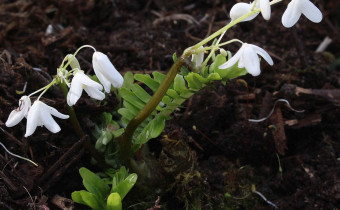 Pteridophyllum racemosum, Foto vom 5.4. (© Spender 55)