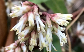 Sarcococca saligna, Foto vom 29.1. (© Spender 49)
