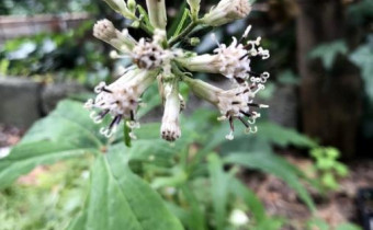Syneilesis aconitifolia, Bild vom 7. Juli (© Spender 49)