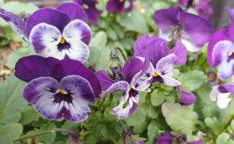 Viola cornuta Sorte, Foto vom 18. 4. (© Spender 55)