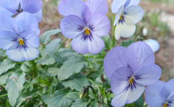 Viola cornuta, hellblaue Sorte, Foto vom 18. 4. (© Spender 55)