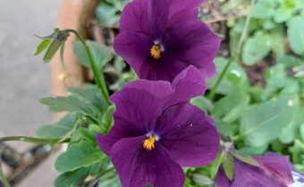 Viola cornuta, purpurfarbene Sorte, Foto vom 18. 4. (© Spender 55)
