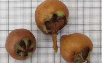 Crataegus germanica, Früchte, Foto vom 7.11. (© Spender 55
