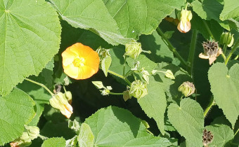 Abutilon grandifolium, Foto vom 27.2. auf LaPalma (© Spender 55)