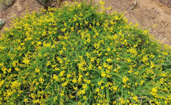 Adenocarpus foliolosus, Foto vom 3.3. auf La Gomera (© Spender 55)