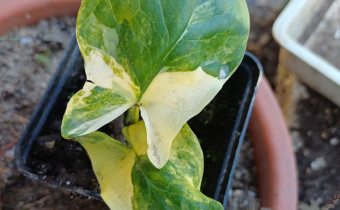 Arum maculatum `Bacovci´, Foto vom 14.3. (© Spender 55)