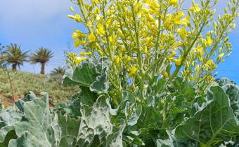 Brassica oleracea, Foto vom 7.3. (© Spender 55)