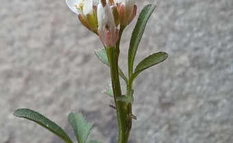 Cardamine hirsuta, Foto vom 23.3. (© Spender 55)