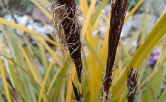 Carex oshimensis `Everillo´, Foto vom 16.3. (© Spender 55)