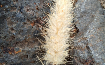 Cenchrus ciliaris, Foto vom 2.3.auf La Gomera (© Spender 55)