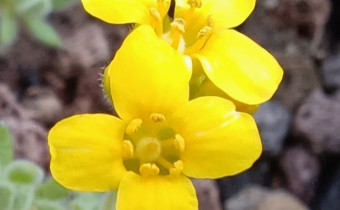 Draba cappadocica, Foto vom 23.3. (© Spender 55)