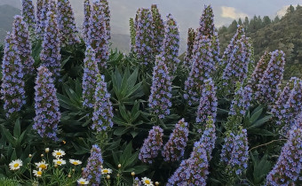 Echium acanthocarpum, Foto vom 4.3. auf La Gomera (© Spender 55)