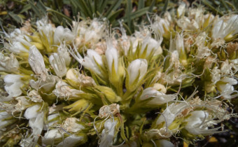 Echium aculeatum, Foto vom 5.3. (© Spender 55)