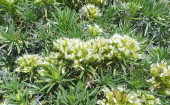 Echium aculeatum, Foto vom 5.3. (© Spender 55)