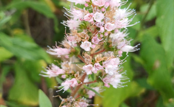 Echium strictum, Foto vom 1.3. auf La Gomera (© Spender 55)