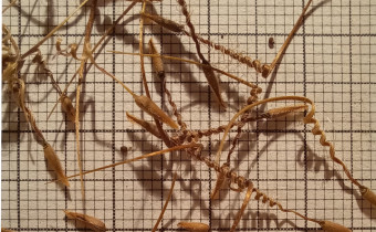 Erodium malacoides Samen (© Spender 55)
