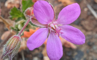 Erodium malacoides, Foto vom 3.3. auf La Gomera (© Spender 55)