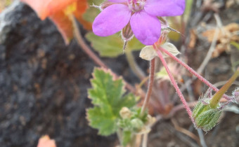 Erodium malacoides, Foto vom 3.3. auf La Gomera (© Spender 55)