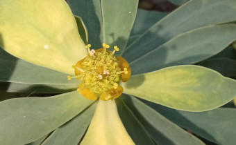 Euphorbia balsamifera, Foto vom 24.2. auf La Palma (© Spender 55)