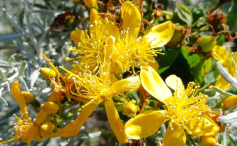 Hypericum grandifolium, Foto vom 3.3. auf La Gomera (© Spender 55)