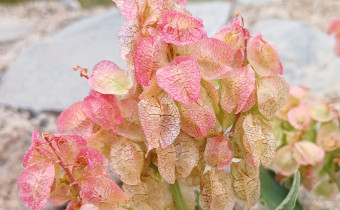 Rumex vesicarius, Foto vom 1.3. auf La Gomera (© Spender 55)