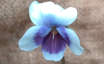 Viola hederacea, Foto vom 17.3. (© Spender 55)
