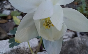 Aquilegia flabellata alba, Foto vom 29.4. (© Spender 55)