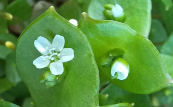 Claytonia perfoliata, Foto vom 9.4. (© Spender 55)