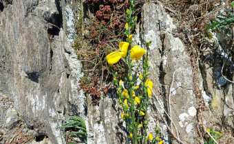 Cytisus scoparius, Foto vom 9.4. (© Spender 55)