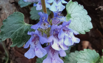 Glechoma hederacea , Foto vom 9.4. (© Spender 55)